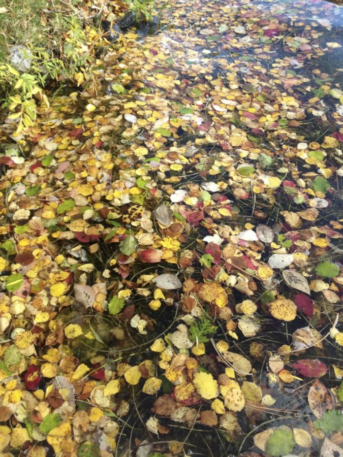 Leaves on the water by Islie Hirvonen