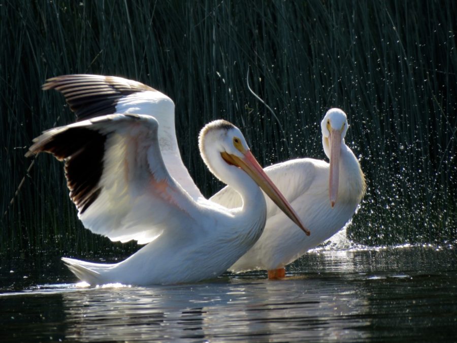 Pelicans Yearly Stop Over by Gail Frith