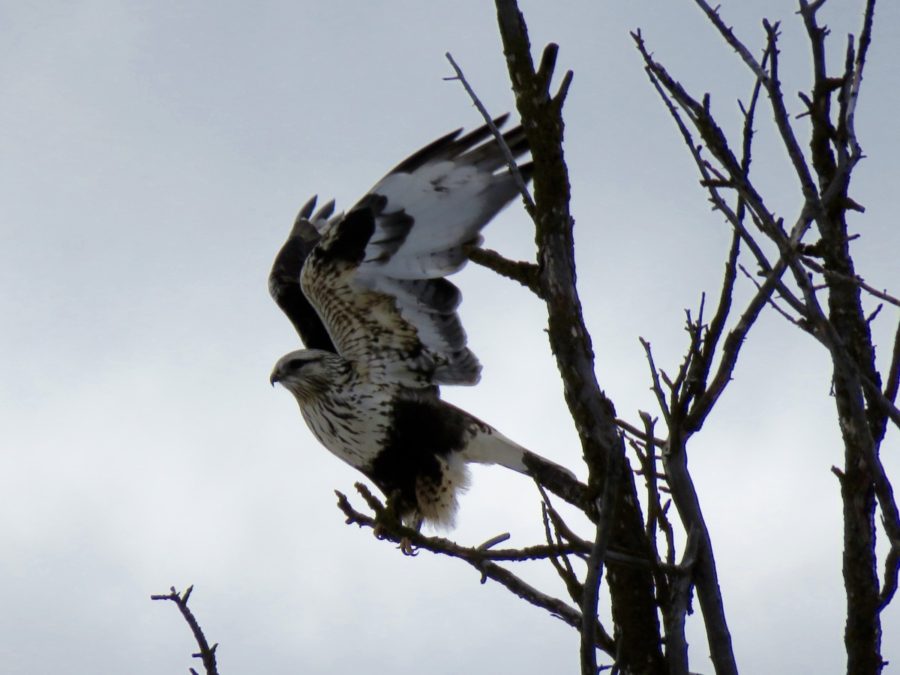 Red Tailed Hawk by Gail Frith