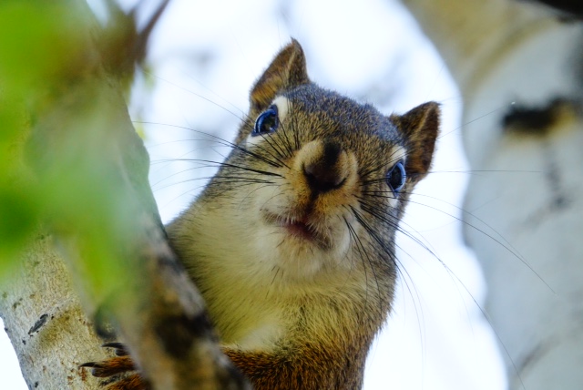 Secret Squirrel by K Davis