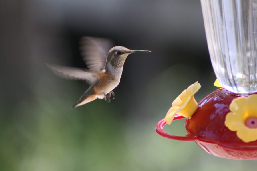 Anna's Hummingbirds 1 by Rachel Blyth