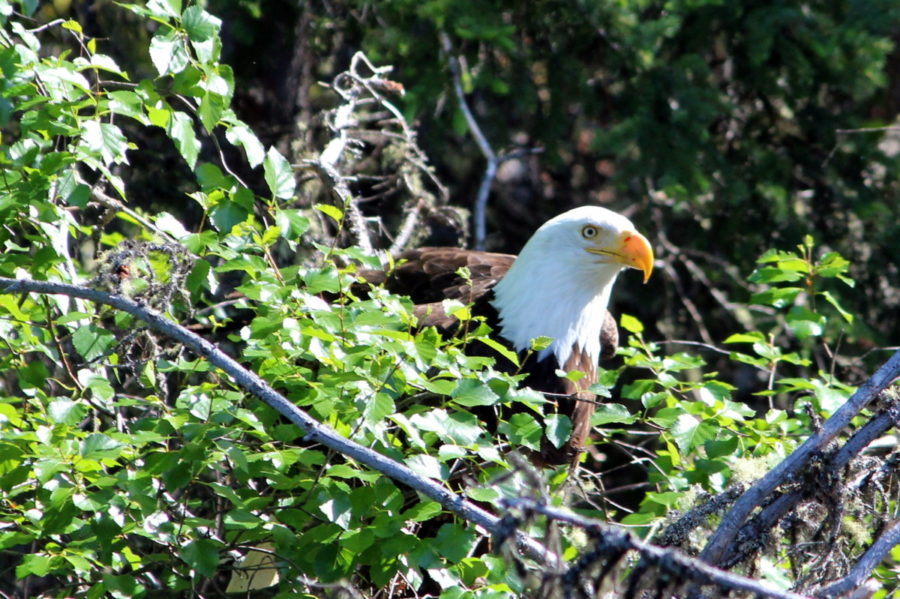 Eagle on the south shore by Syd P.