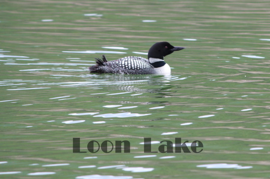 Loon by Syd P.