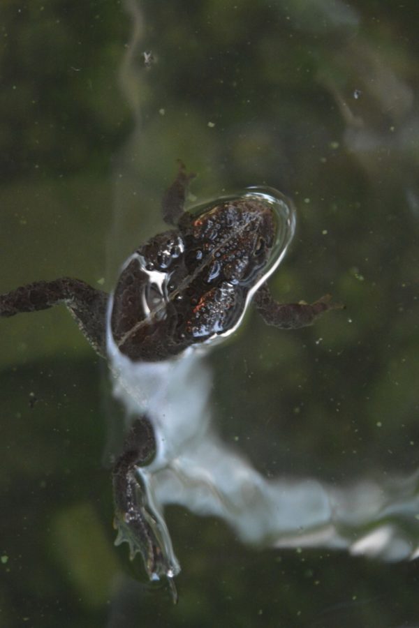 Frog in the water by Madeline Hirvonen