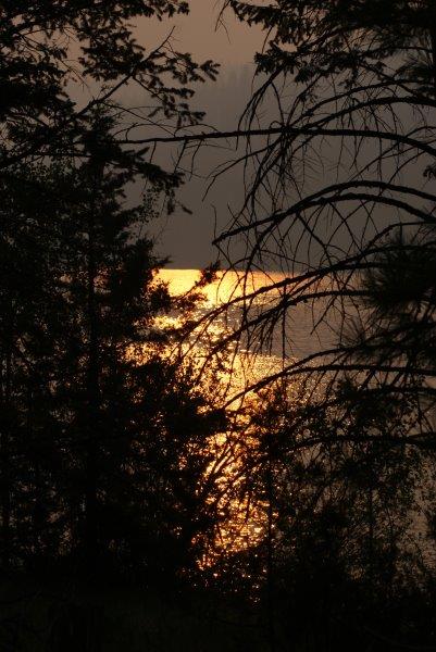 Sunset between the trees 113