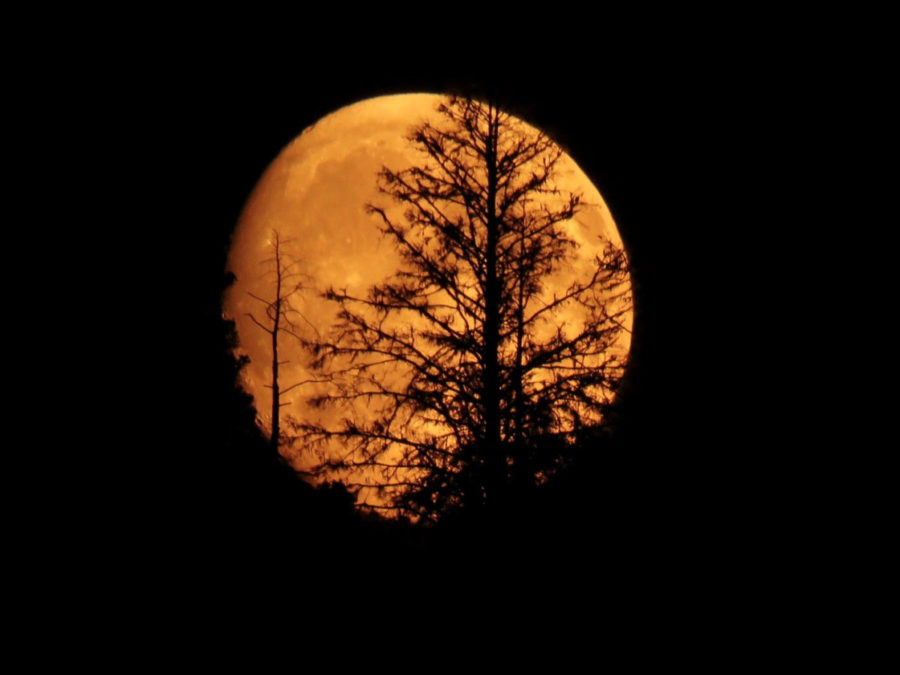 Wildfire Moon 132