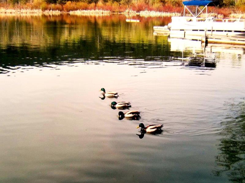 Ducks in a Row 325