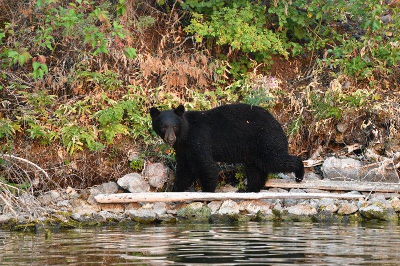 Hungry Bear on shore across from Evergreen 318