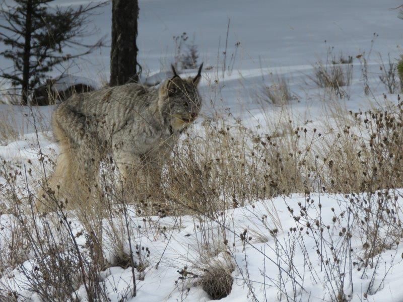 Linx looking for supper 306