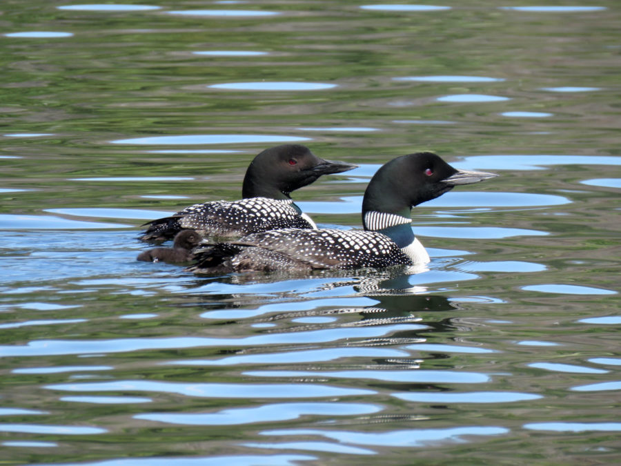 Loon Family 327