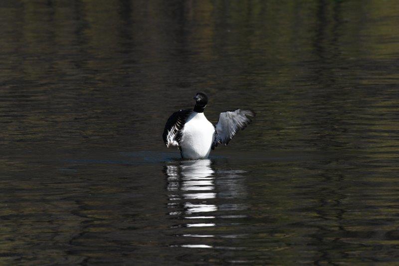 Loon Waving at us 319