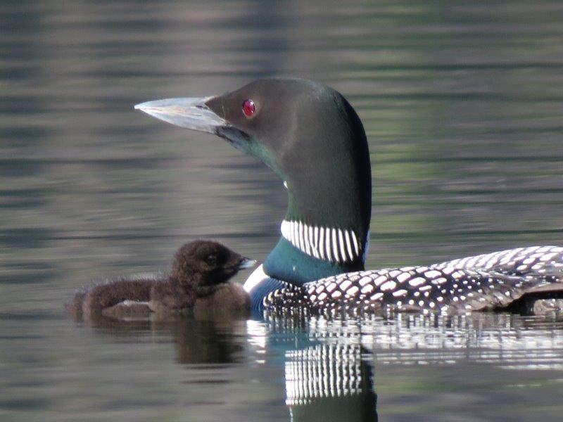 Momma common loon with her young one on Loon Lake 317