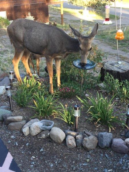 Stopping for a sip 312