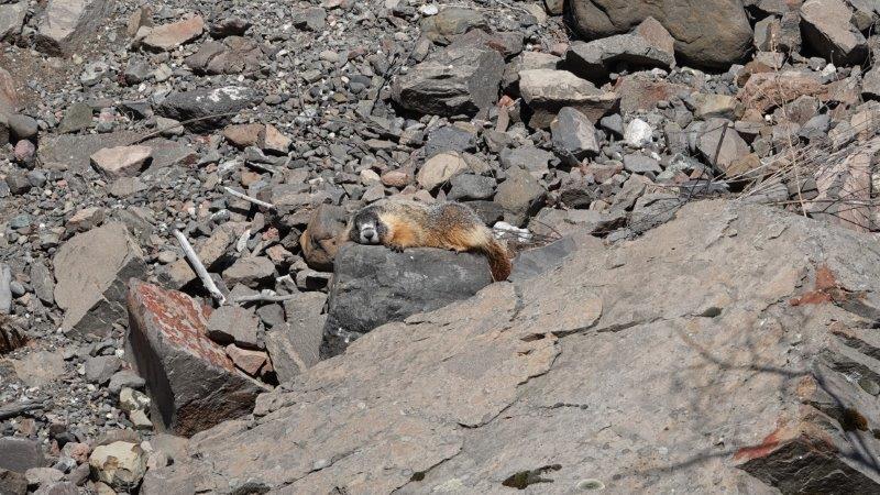 marmot sunbathing 308