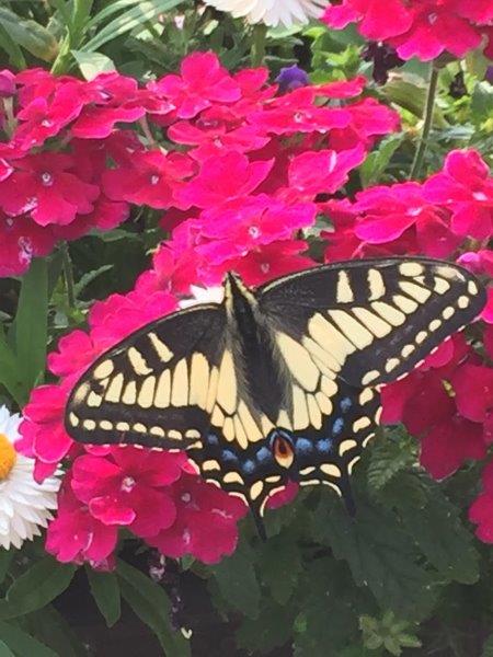 monarch butterfly enjoying our summer foliage 311