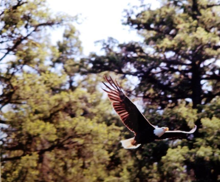 Eagle in Flight 324