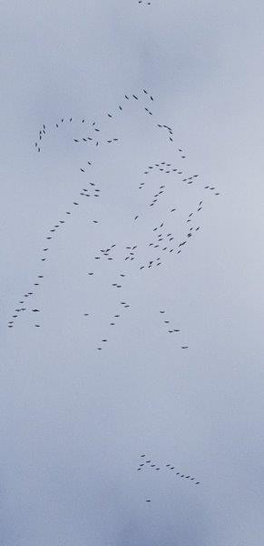 Sandhill Cranes 305