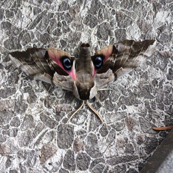 moth camouflage 301