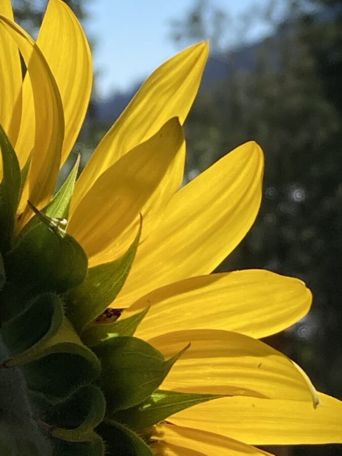 Landscape 116 Hello Sunflower