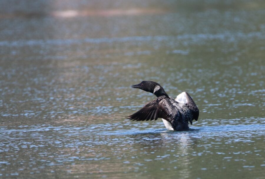 Wildlife 301 Rising Loon