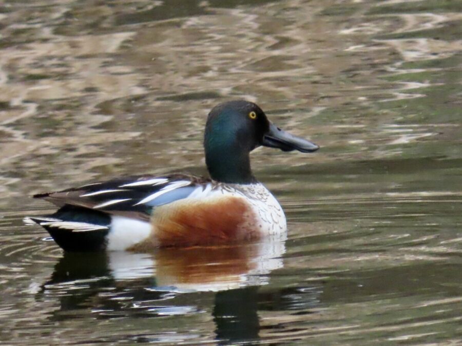 Wildlife 302 Northern Shoveler