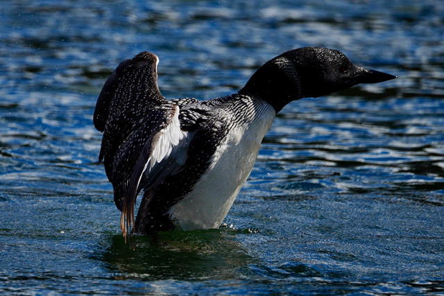 Wildlife 304 Lake Mascot ready for flight