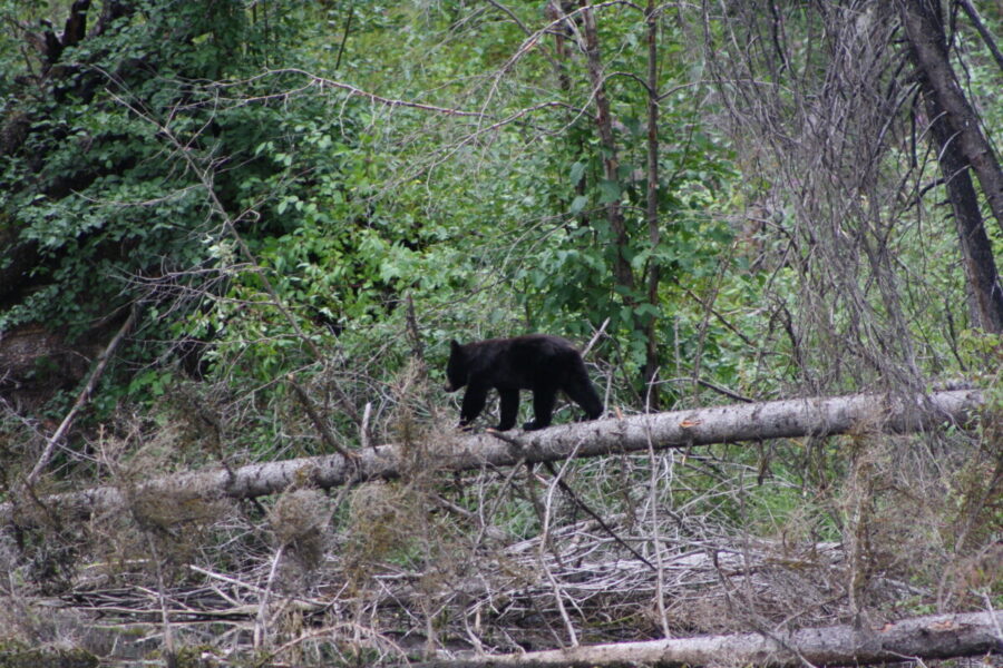 Wildlife 305 The Bear necessities