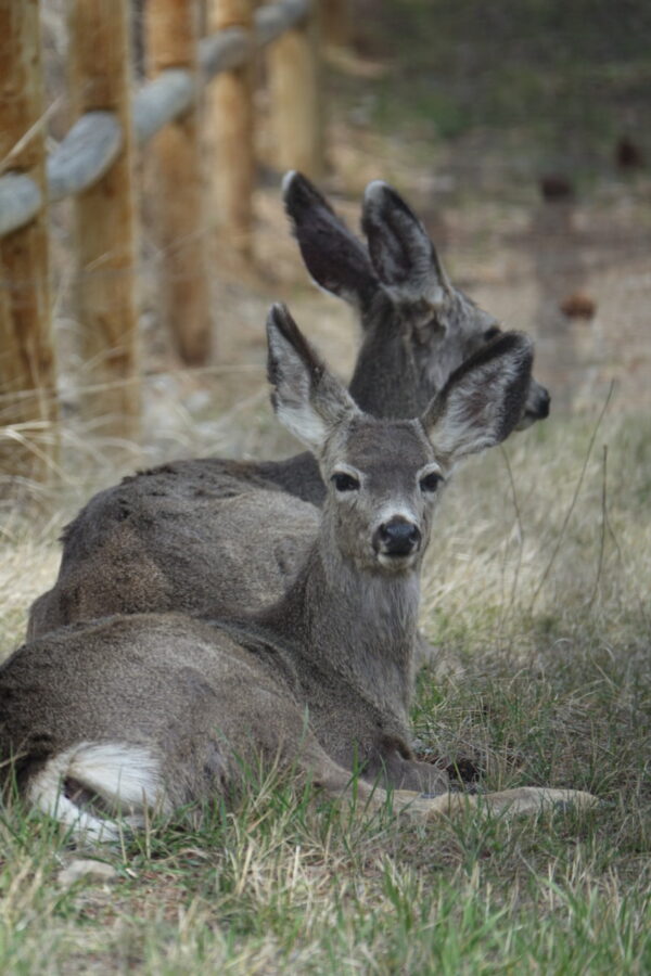 Wildlife 309 Good Morning