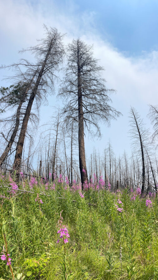 122 Landscape Burnt Trees and new life - Madeline Hirvonen
