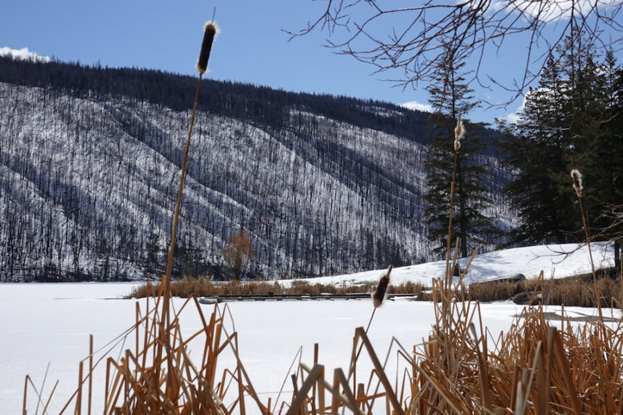126 Landscape Cattails in the winter - KD