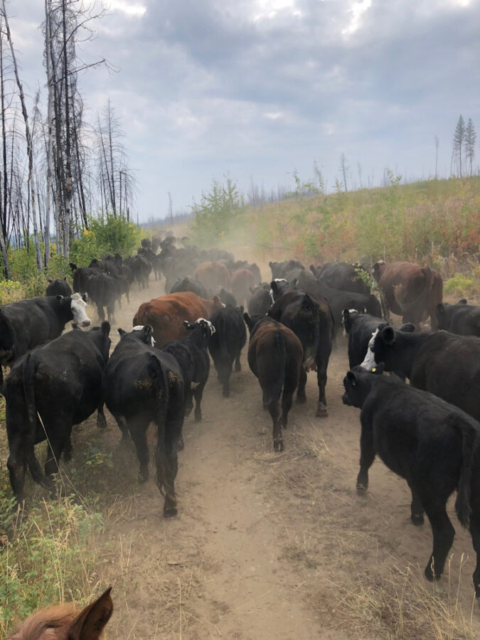 210 Active Outdoors Herding Cattle at the Ranch - Cowboy Jim