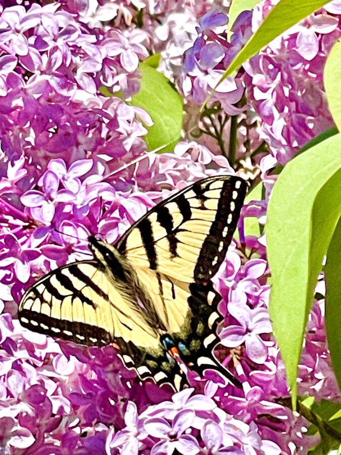 303 Wildlife Western tiger swallowtail butterfly on a Lilac flower - Cam John