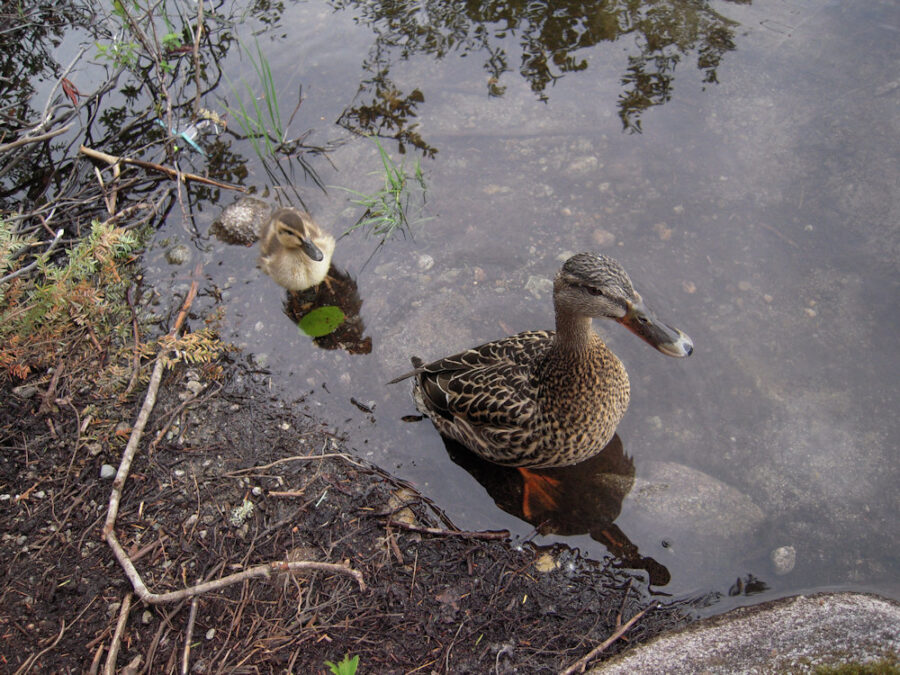 314 Wildlife Mama Duck and duckling - Steve Pavlovic