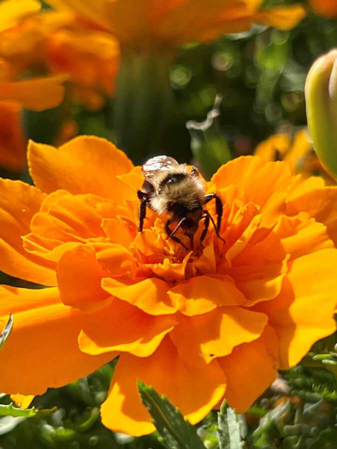 315 Wildlife Bee on Marigold - Christine Marigold