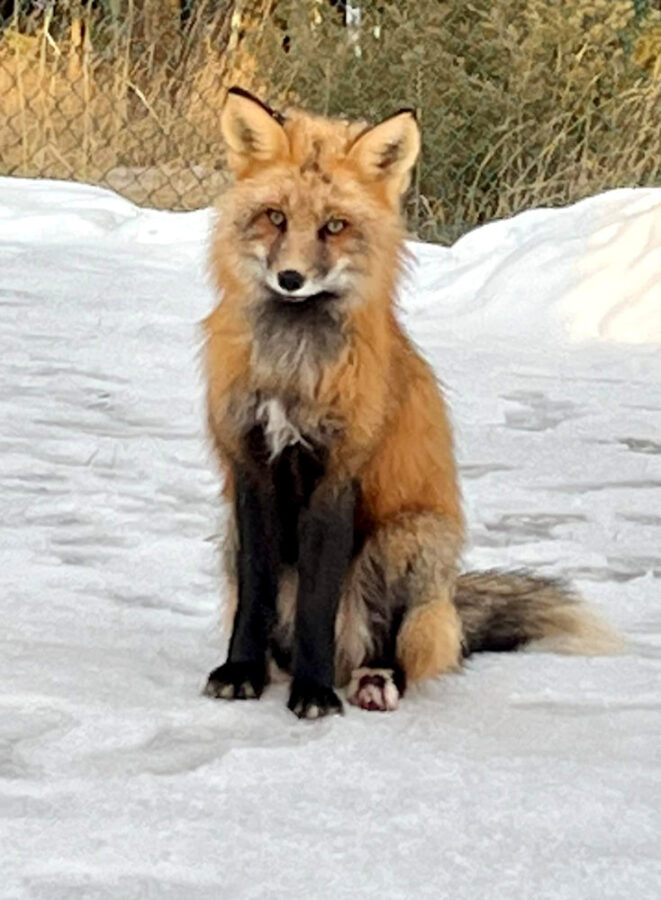 321 Wildlife Red Fox - Mike Bosa