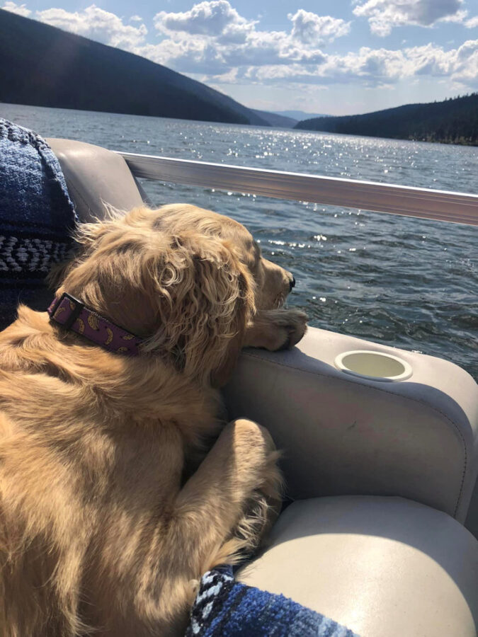 501 LL Pets Lucy relaxing on the boat - Anita Llewellyn