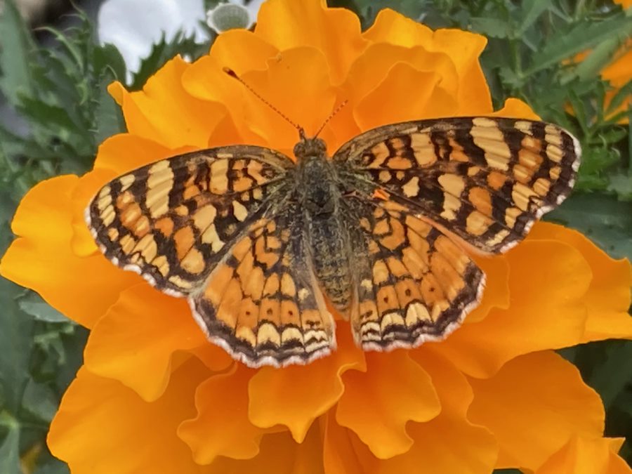 323 Wildlife Butterfly on Marigold - KD