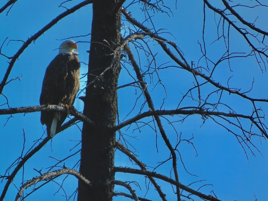 303 Wildlife Eagle Watch