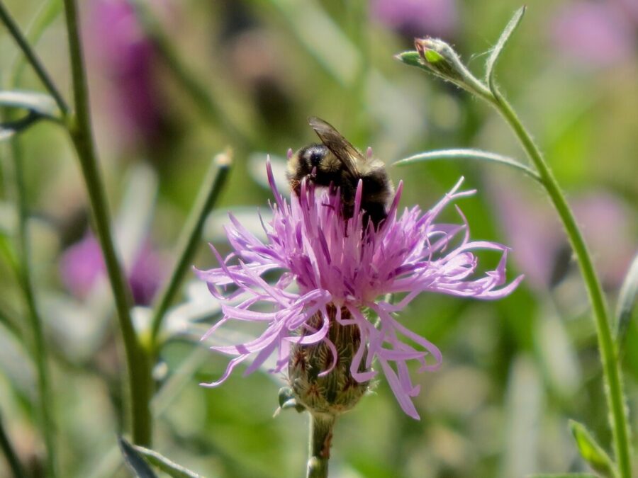 304 Wildlife Bee on Knapweed