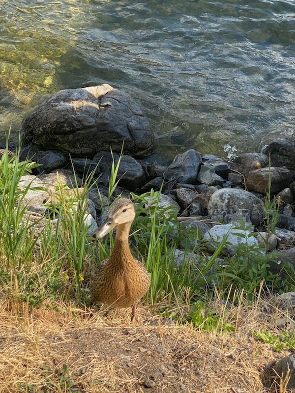 306 Wildlife Duck