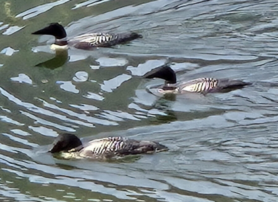 307 Wildlife Fishing Trio