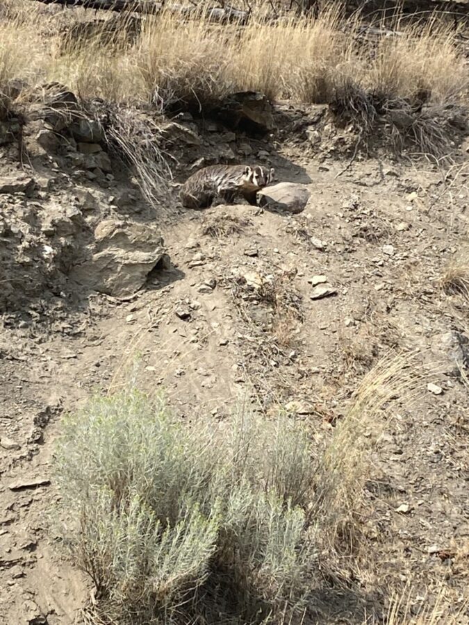 308 Wildlife American Badger