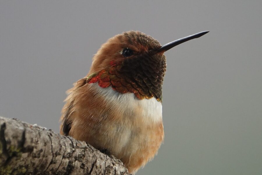 310 b Wildlife Humming Bird Looking Pretty