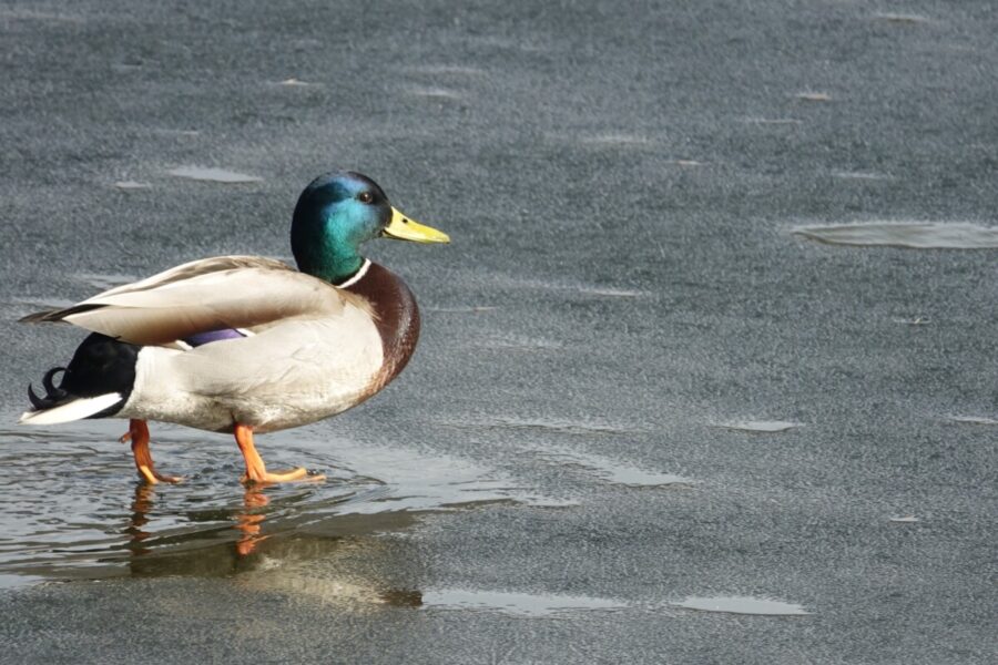 312 Wildlife Duck on Ice