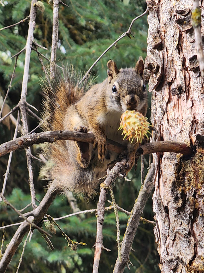 301 Wildlife Squirrel