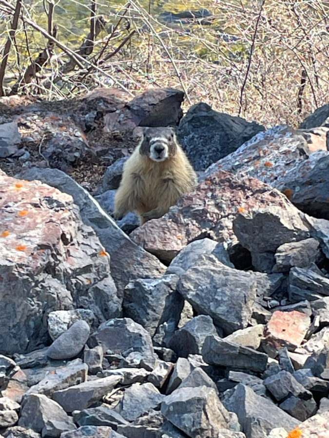 303 Wildlife Marmot