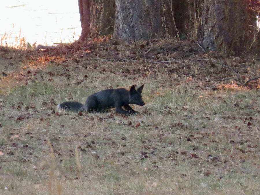 304 Wildlife The neatest fox ever