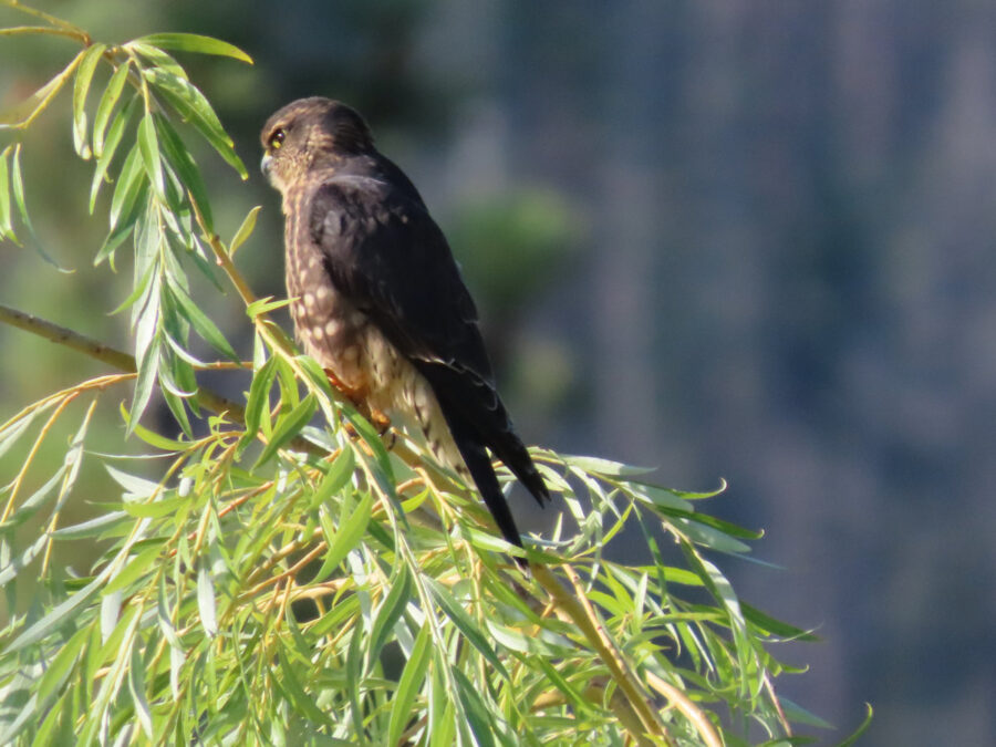 305 Wildlife Merlin Hawk