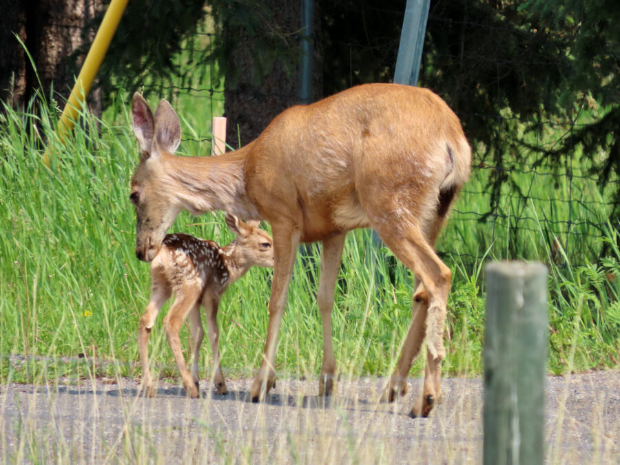 306 Wildlife Mama doe with her little fawn