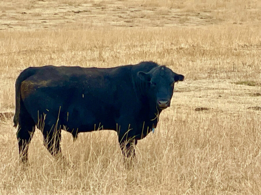 307 Wildlife Standing Guard